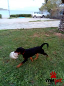 Ράτσα: Ροτβάϊλερ - Rottweiler | Ηλικία: 4 μηνών | Φύλο: Θηλυκό | Αρ. Microchip: 000025555533665 | Ιδιώτης | Pedigree | Περιοχή: Αττική